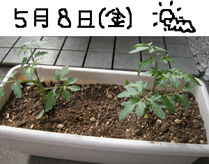 �ȥޥ�������